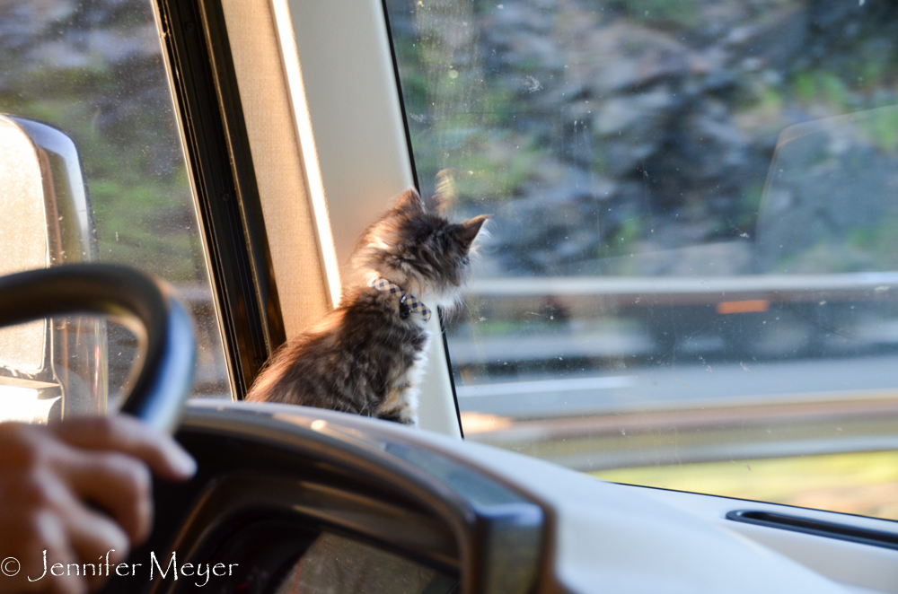 Gypsy discovered the dash fore the first time.