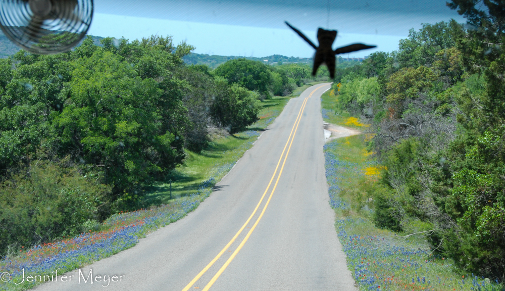 Our winged cat flies over the view.