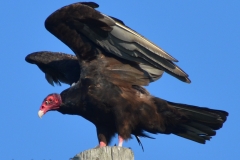 Close up of a vulture.