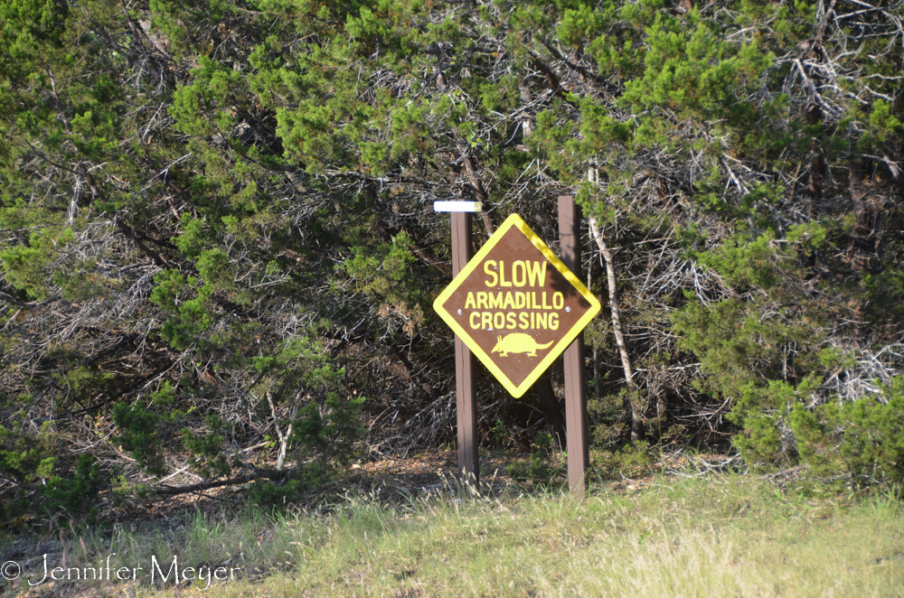 We only saw armadillos dead by the side of the road.