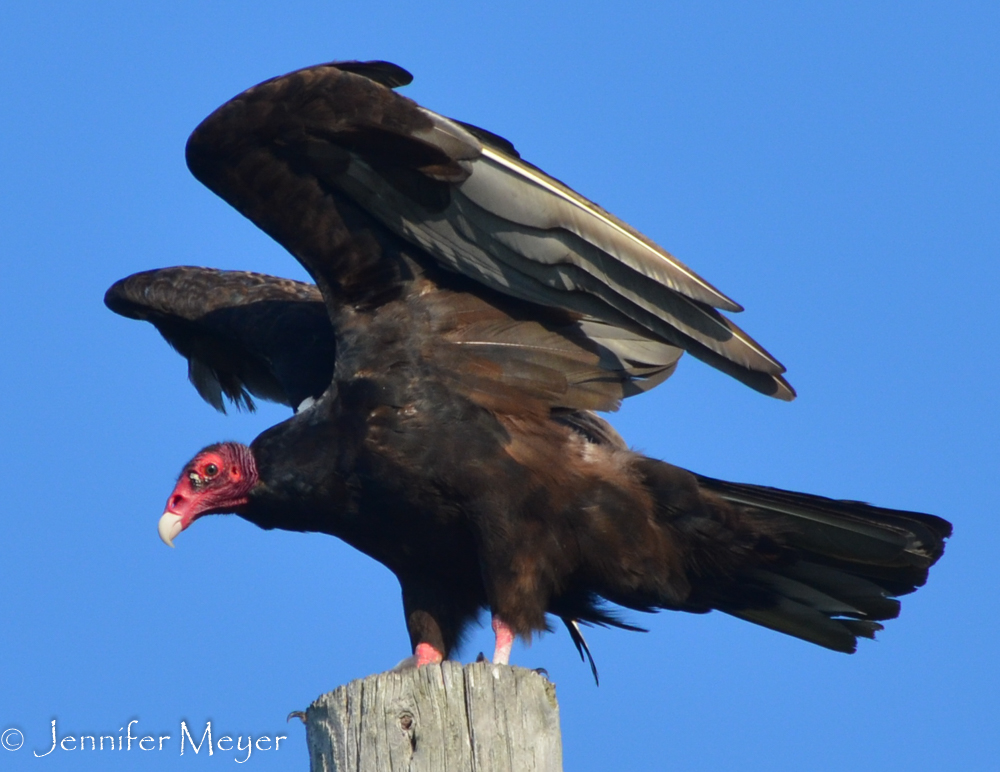 Close up of a vulture.