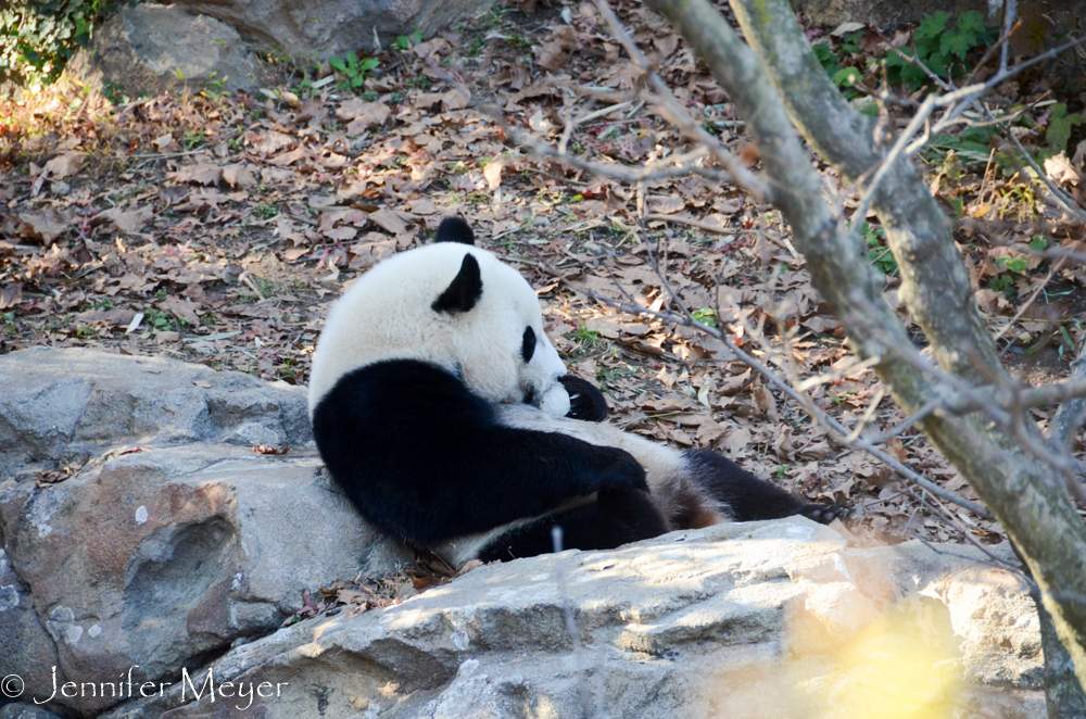 The next day we went to the Smithsonian Zoo.