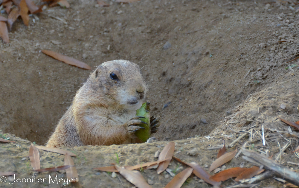 Prairie dog.
