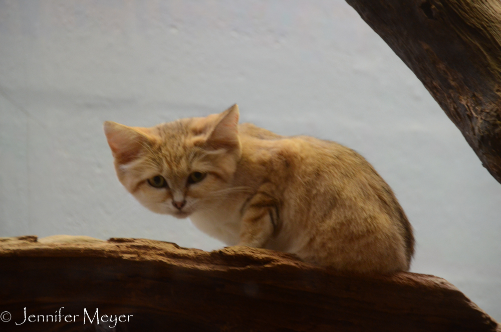 The Sand cat lives in Africa and Asia.