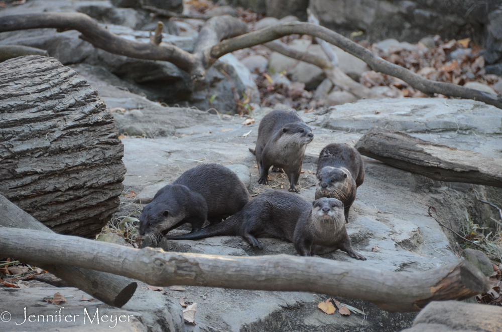 These otters were quite comical.