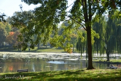 Geese in a pond.