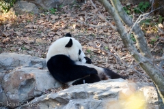 The next day we went to the Smithsonian Zoo.