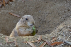 Prairie dog.