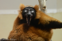 A yawn looks maniacal.