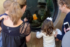 Watching an orangutang eating a pumpkin.