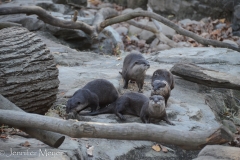 These otters were quite comical.