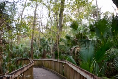 And there are boardwalk paths through jungle areas.