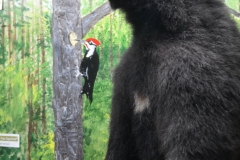 The bear we saw was much bigger than this one.