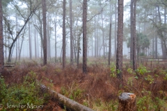 Foggy campsite in the morning.