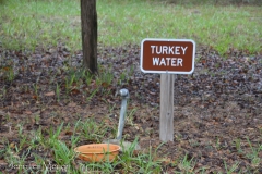 The rangers put out water for the wild turkeys.