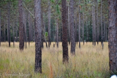 Pine forest.