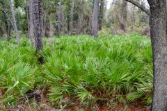 Palmetto forest.