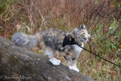 She meows at a squirrel.