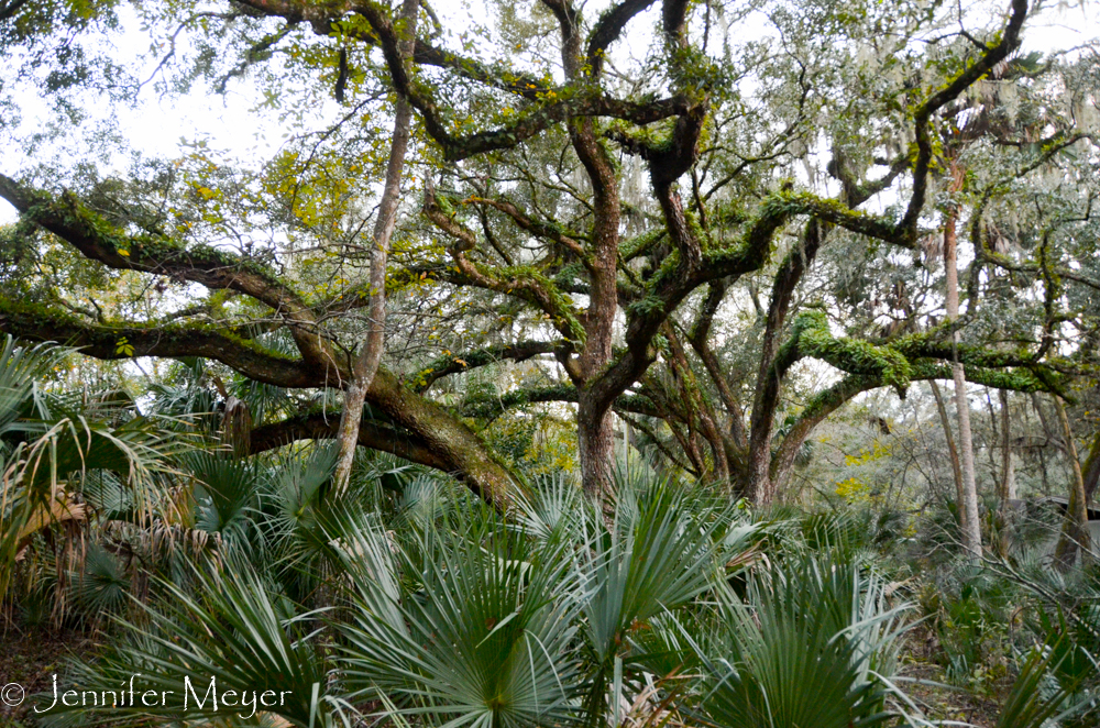 Oak and palmettos.