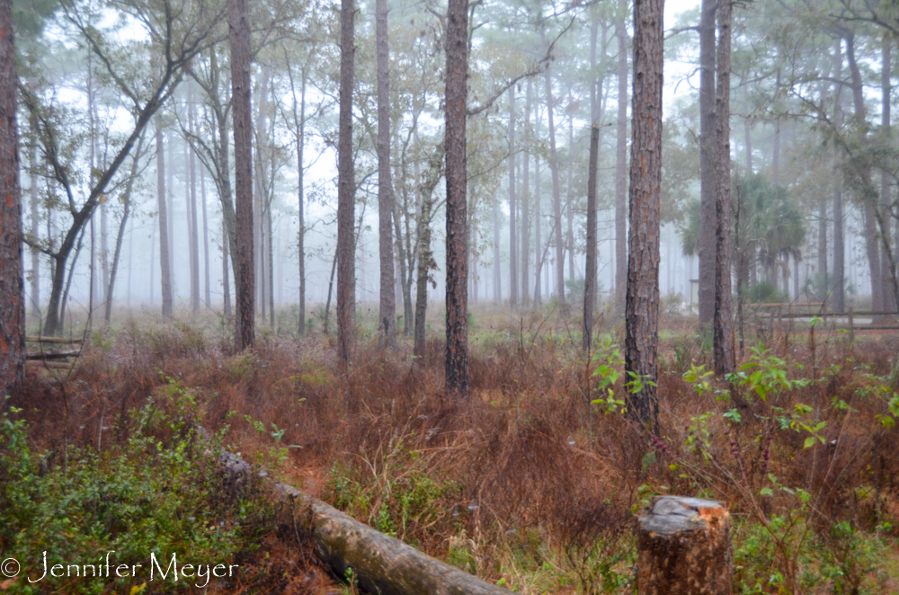 Foggy campsite in the morning.