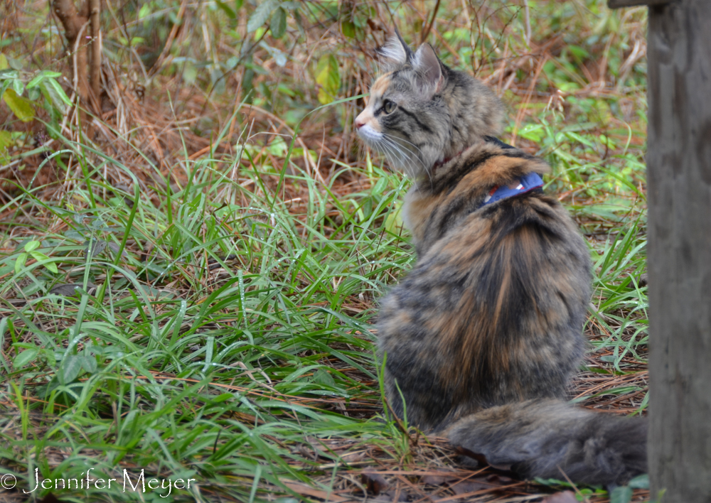 She loved watching the squirrels and birds.