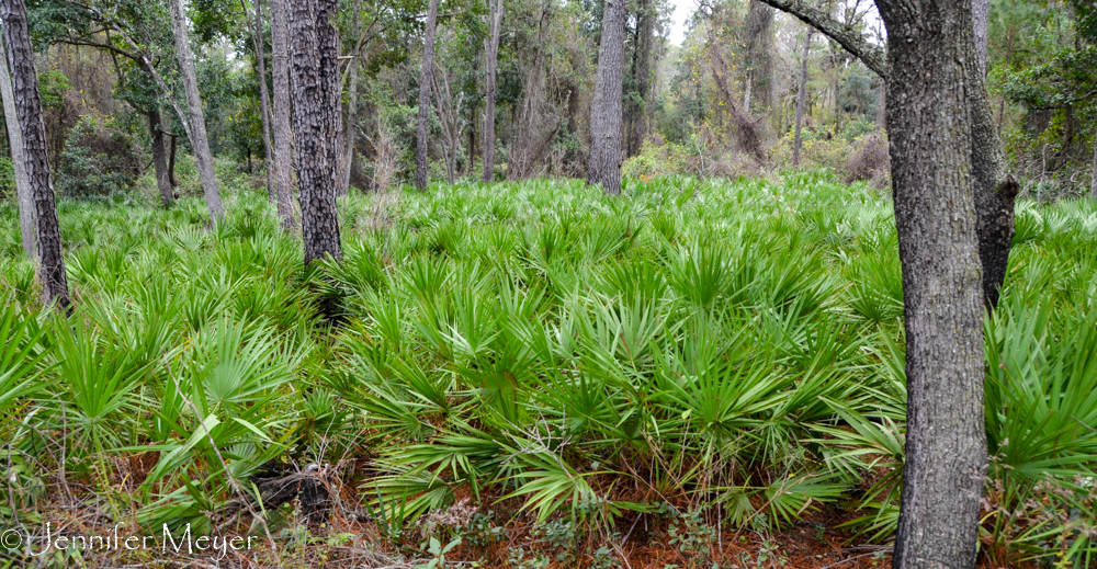 Palmetto forest.