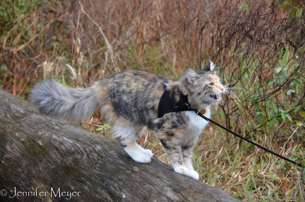 She meows at a squirrel.