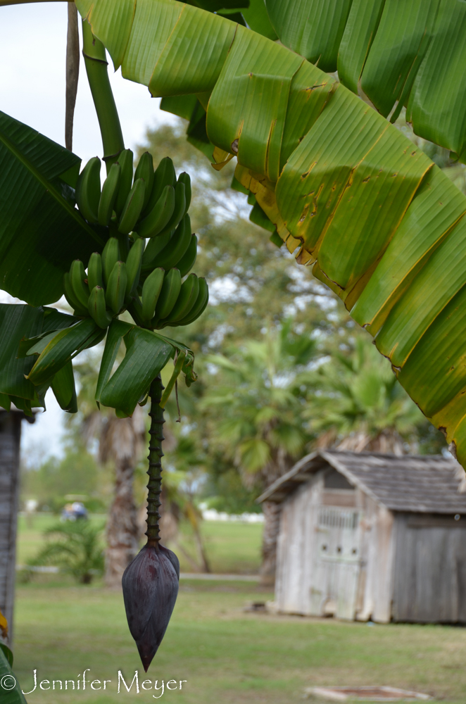 Bananas and tangerines abound.