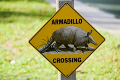 We never did see any armadillos.