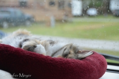 Sleeping on a rainy day.