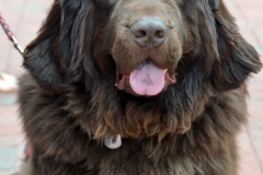 A brown Newfoundland.