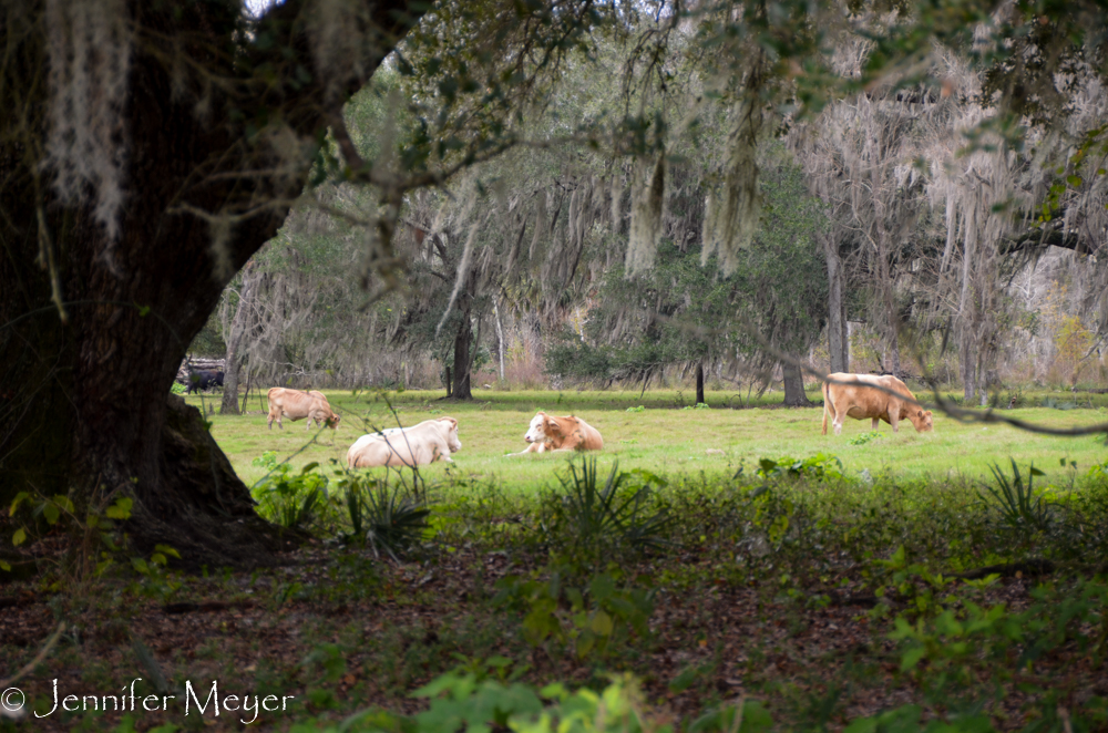 But there was a pretty field of cows at the end of our road.