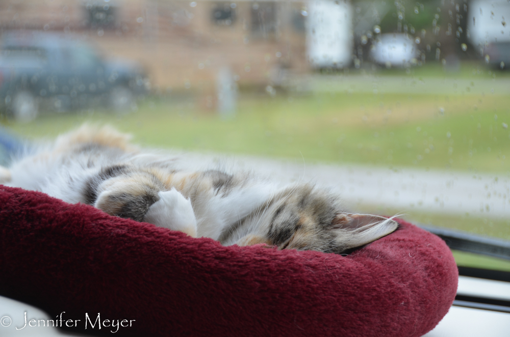 Sleeping on a rainy day.