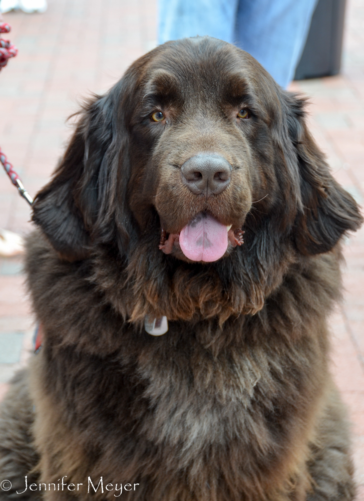 A brown Newfoundland.