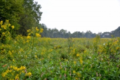 We walked to the field where the Pulaski Arkansas battery was stationed.