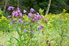 Just peaceful wildflowers now.