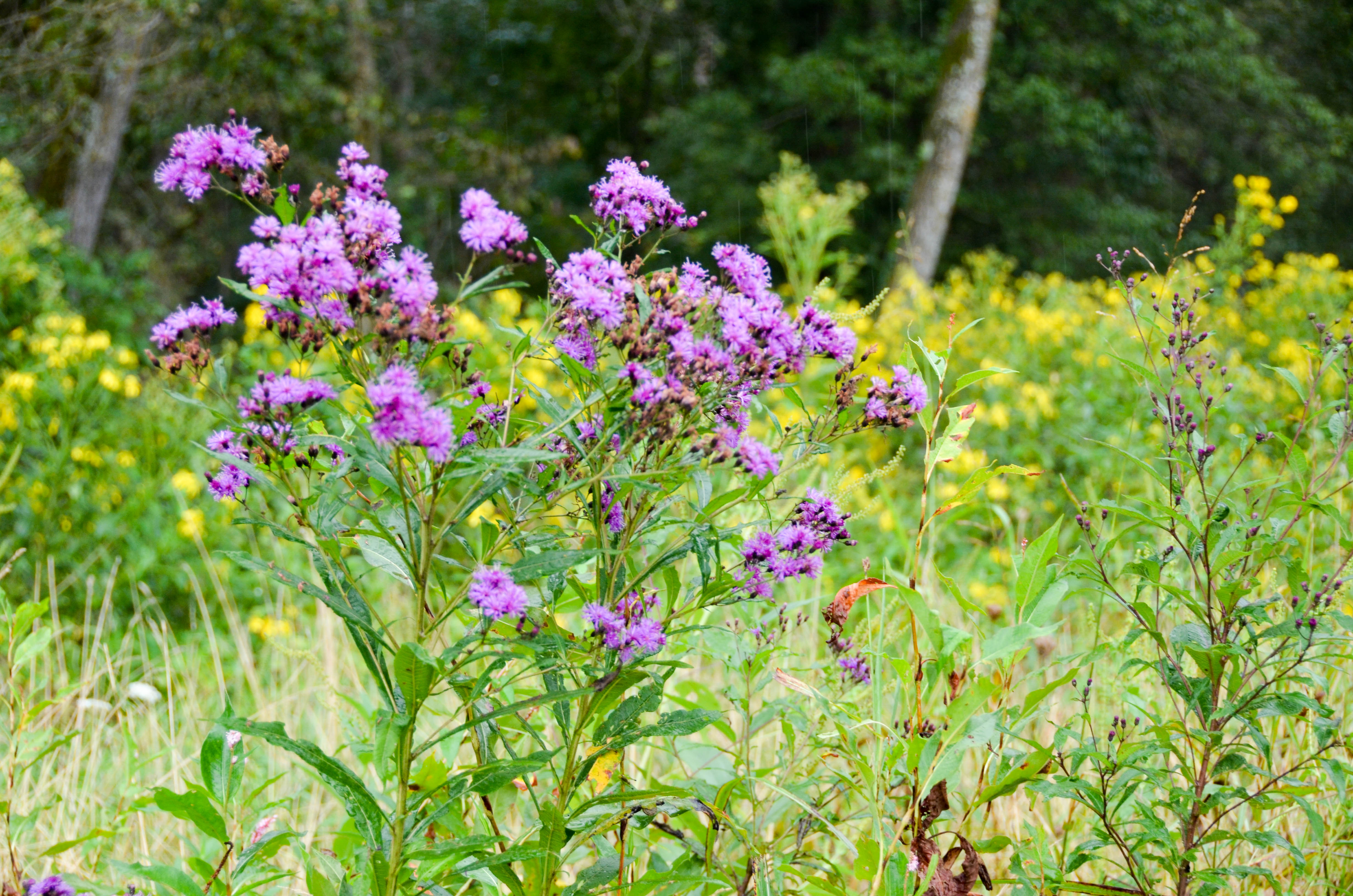 Just peaceful wildflowers now.