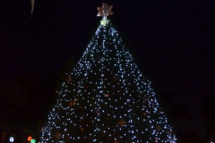 So strange to walk around in shorts and see Christmas trees.