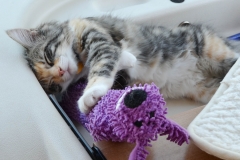 A tired-out Gypsy sleeps well on the dash.