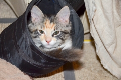 She's almost outgrown her favorite trash bag bed.