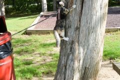 She loves climbing trees.