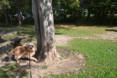 Sometimes Bailey tries to play with her like a puppy.