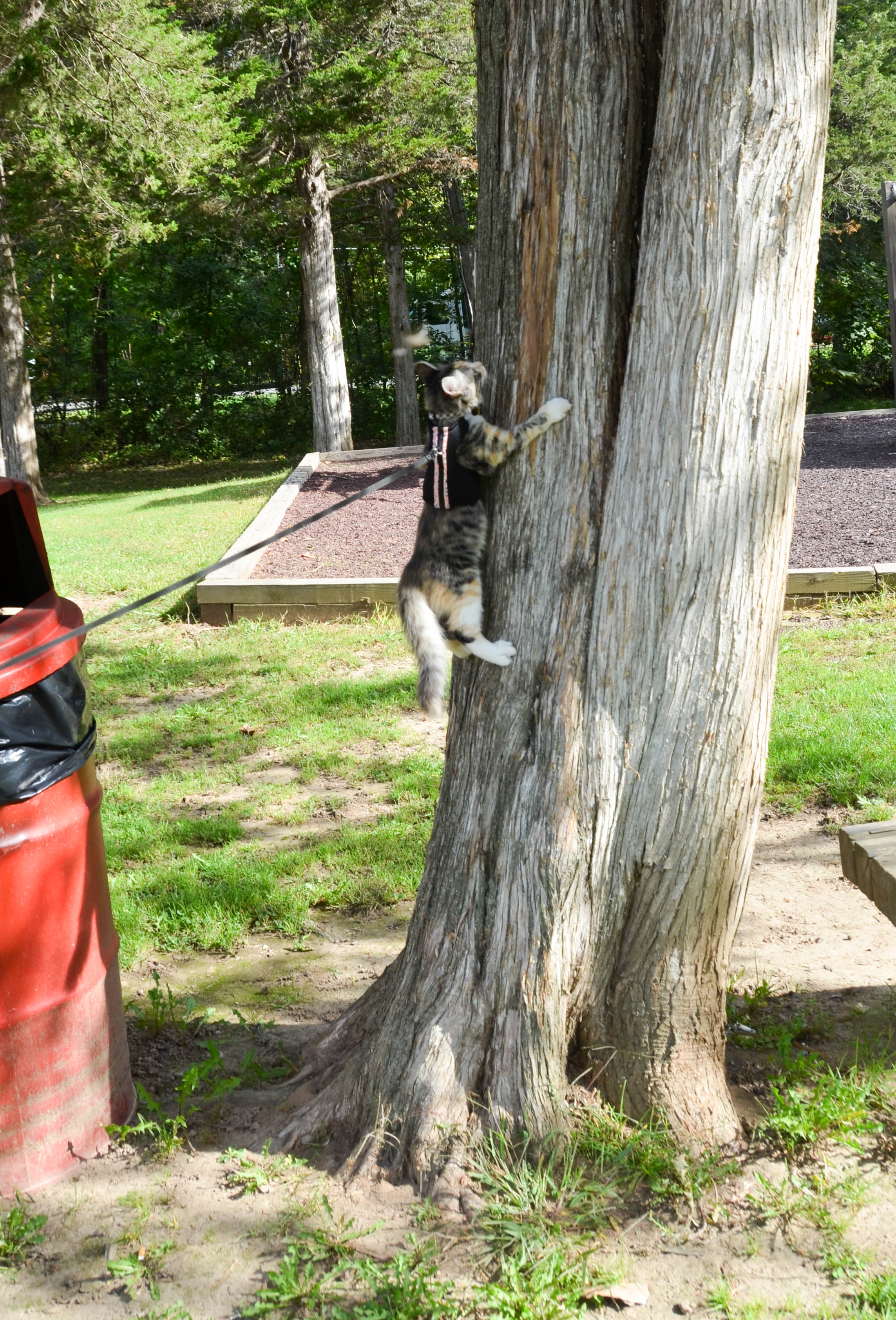 She loves climbing trees.