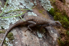 Lizard on the trail.