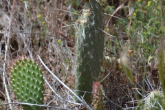 Blooming prickly pear cactus.