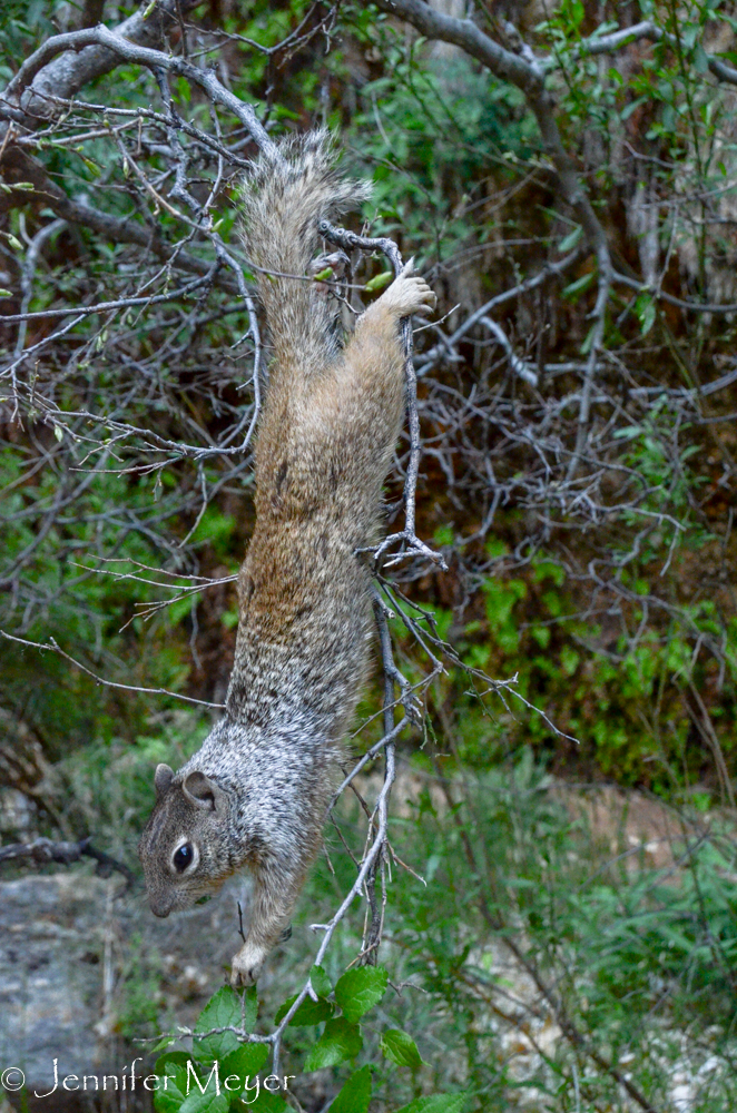 This squirrel was doing acrobatics for fresh spring leaves.