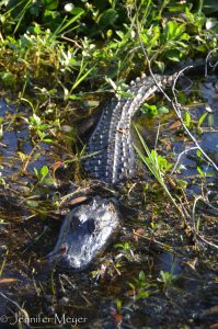 We saw at least six gators.