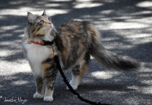 Gypsy prefers no leash.