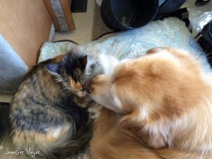 Riding in Bessie, Gypsy and Bailey snuggle.