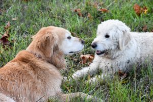 Bailey and her buddy, Walker.